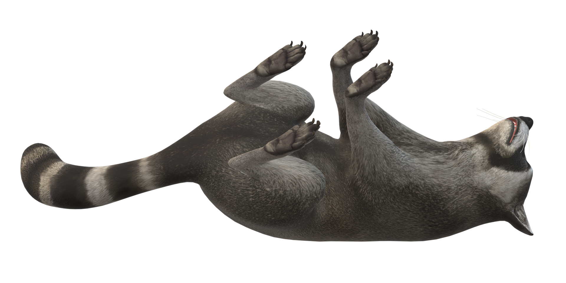 Raccoon isolated on a Transparent Background png