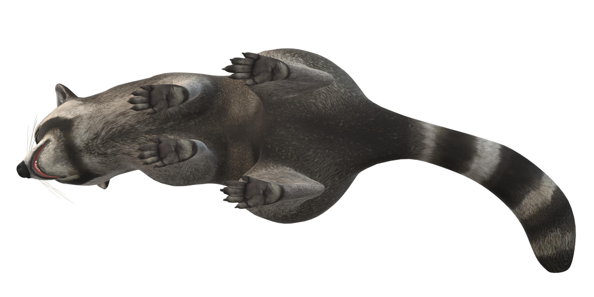 Raccoon isolated on a Transparent Background png