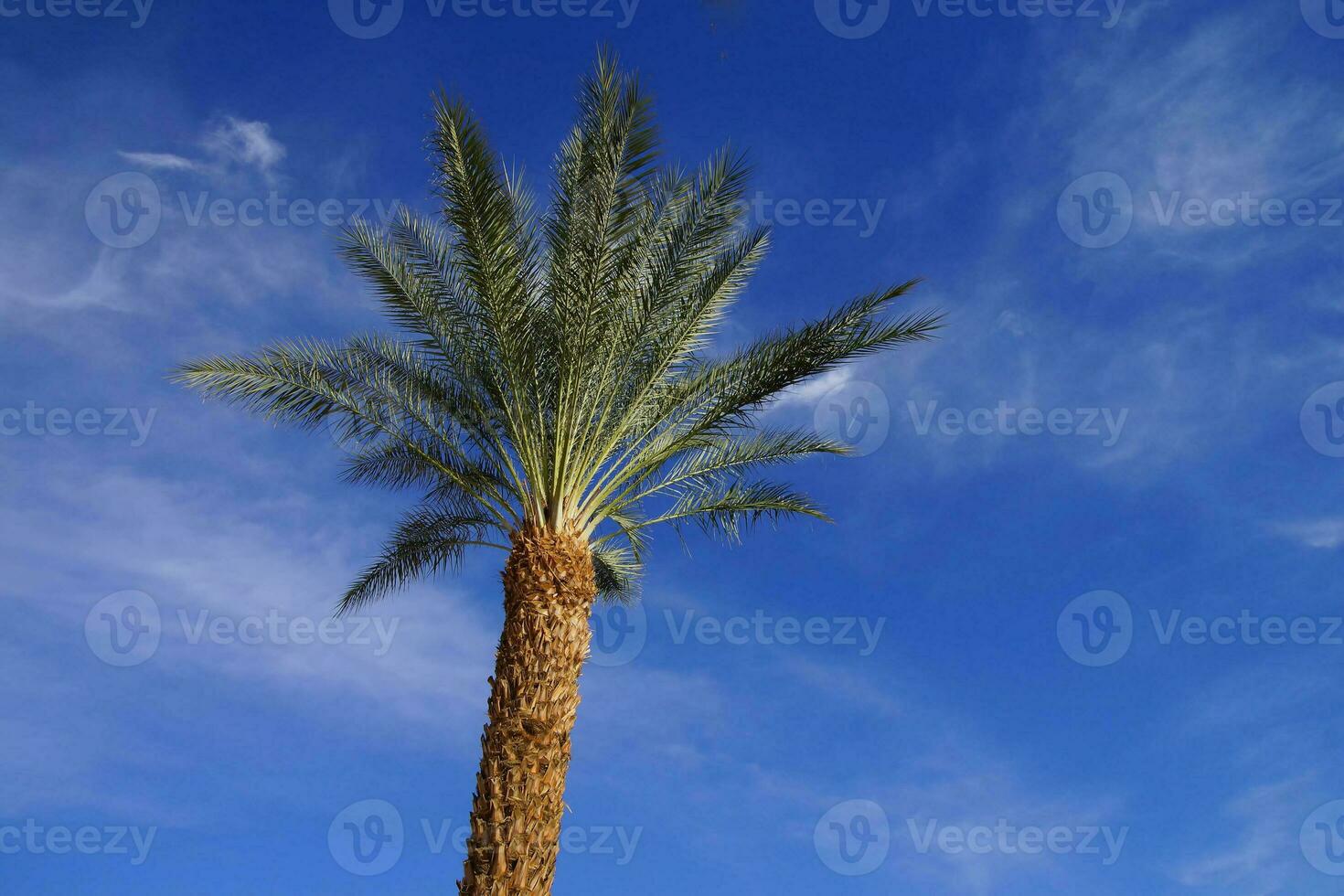 Desert palm tree photo