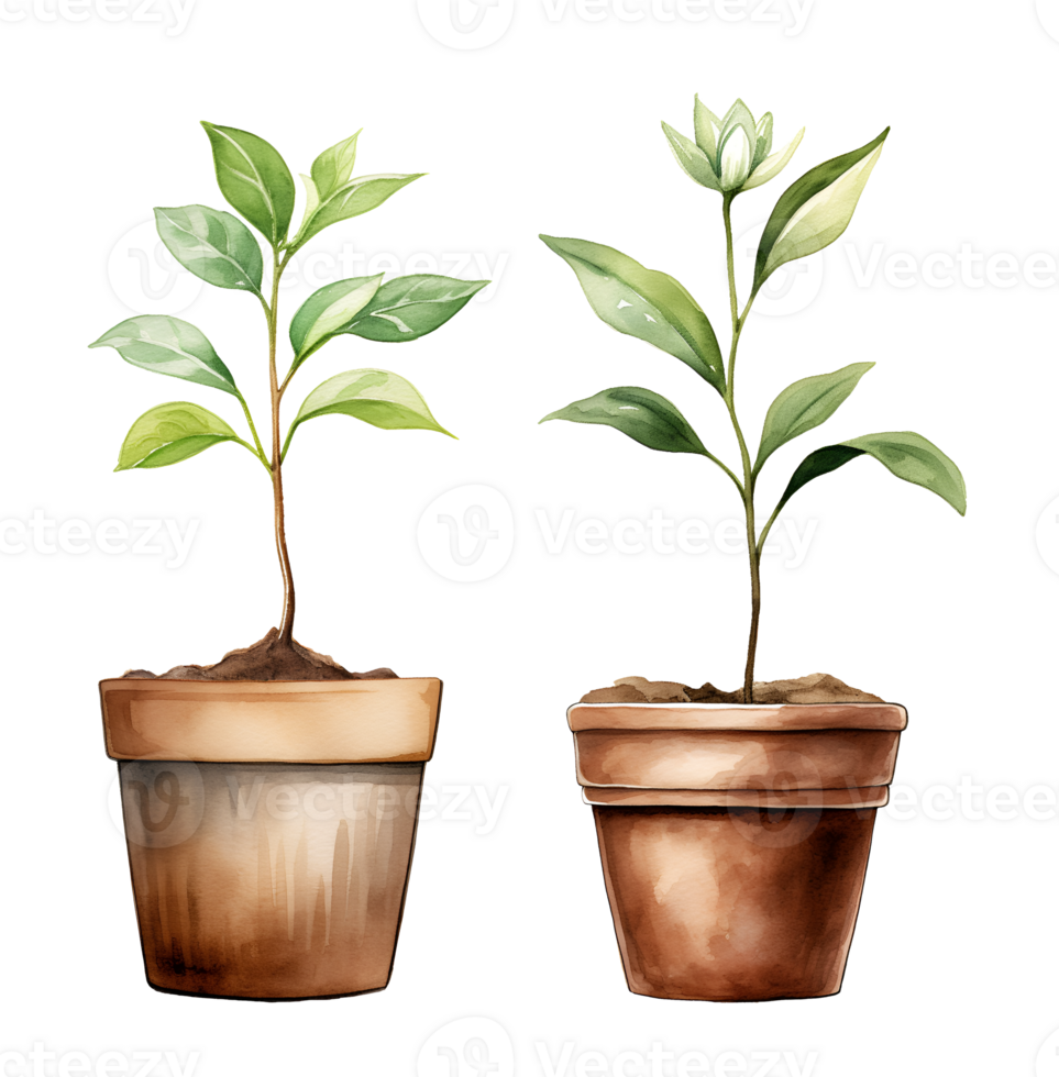 Flower pot, garden watercolor clipart illustration with isolated background png