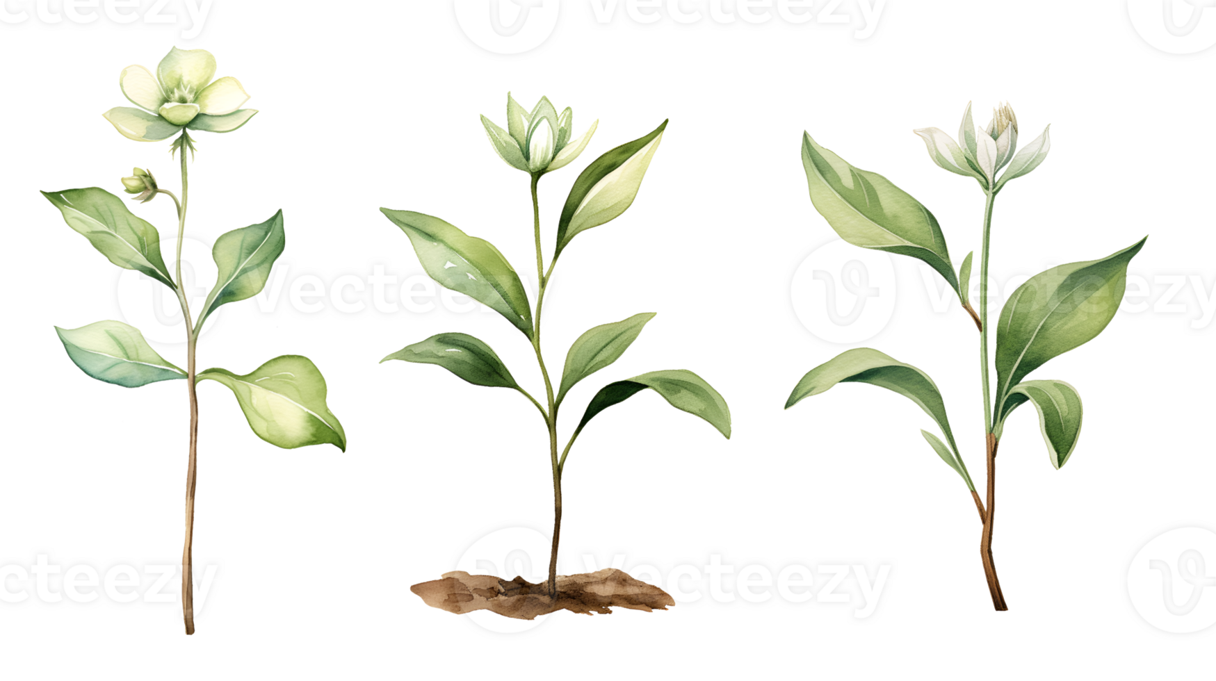 Flower sprout, garden watercolor clipart illustration with isolated background png