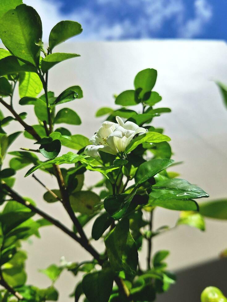 Murraya paniculata in bright sunlight. photo