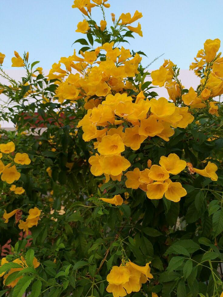 Focus on the cluster of yellow flowers in full bloom. photo