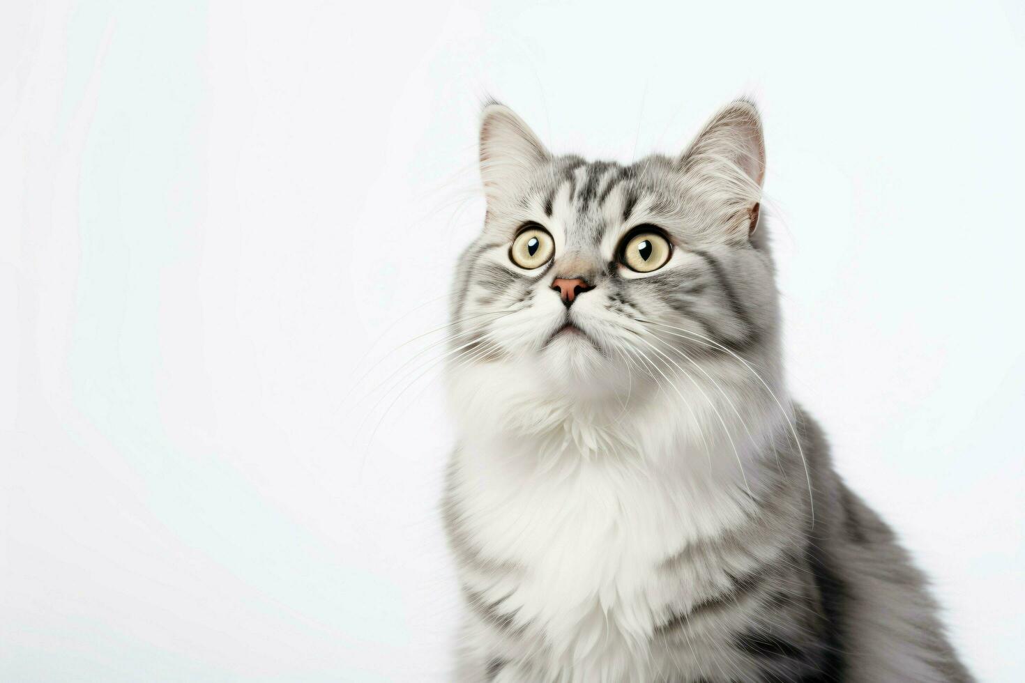 photo of a cat on a plain white background. ai generated