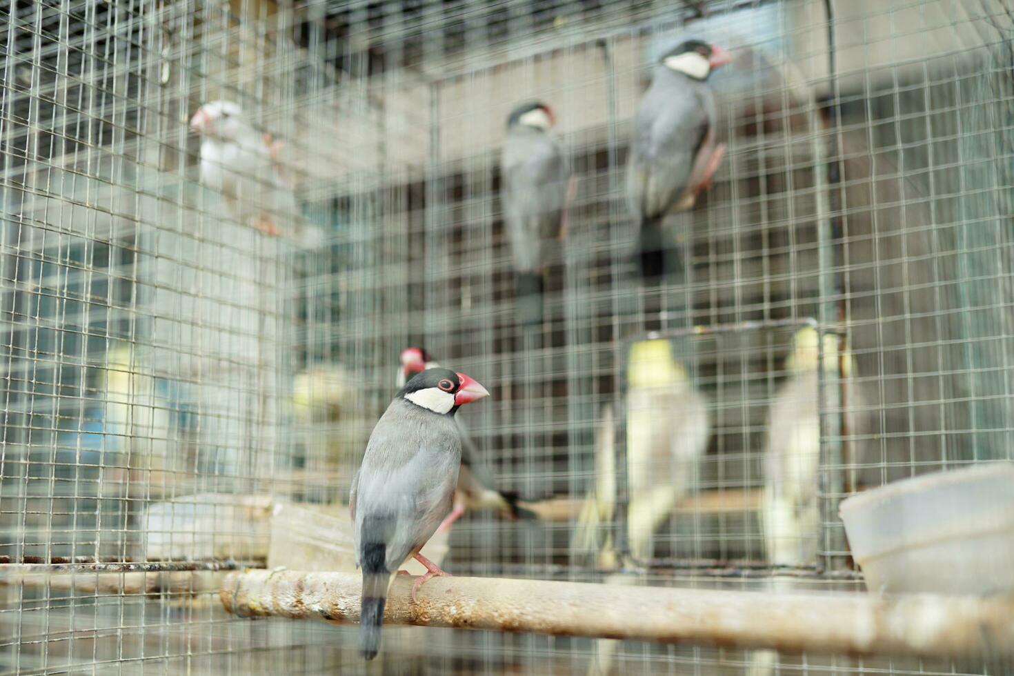 Asian finches, Javanese sparrows in groups in a cage being dried in the sun photo