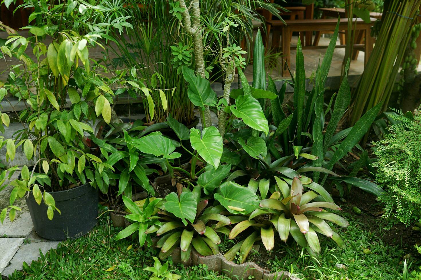 garden with various types of plants behind the house in the morning photo