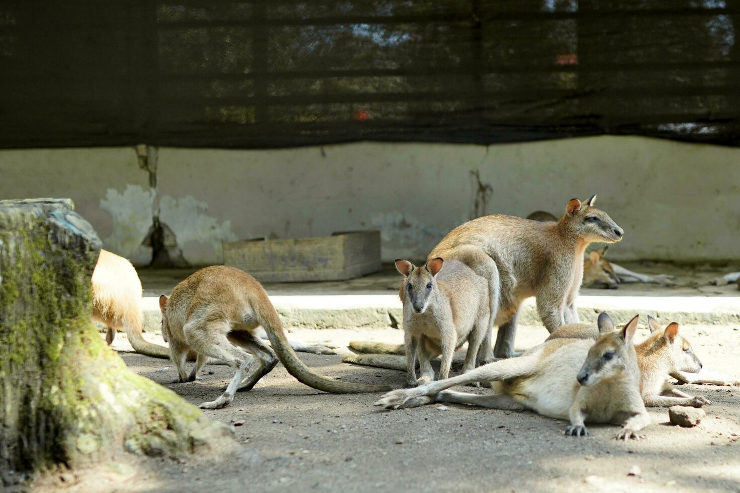 herd of kangaroos sunbathing in the morning while waiting to eat at the zoo photo