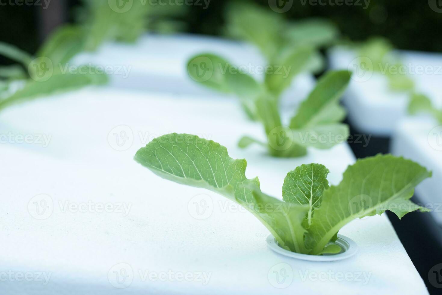 Hydroponic vegetables in foam boxes, organic vegetables, ideas for using waste materials to create benefits. photo