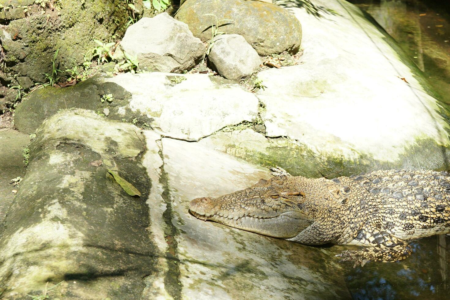 big crocodile is waiting for prey while sunbathing with background natural photo