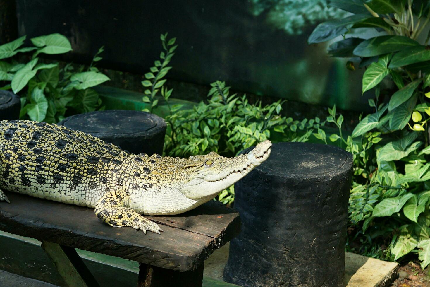 big crocodile is waiting for prey while sunbathing with background natural photo