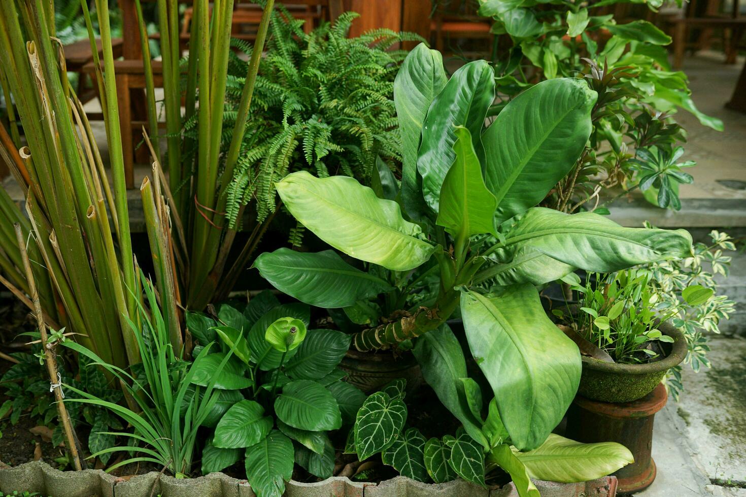 garden with various types of plants behind the house in the morning photo