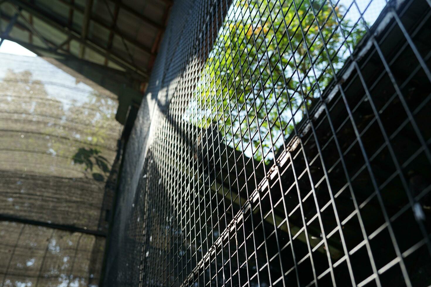 hierro jaula antecedentes con Brillo Solar en el Mañana foto