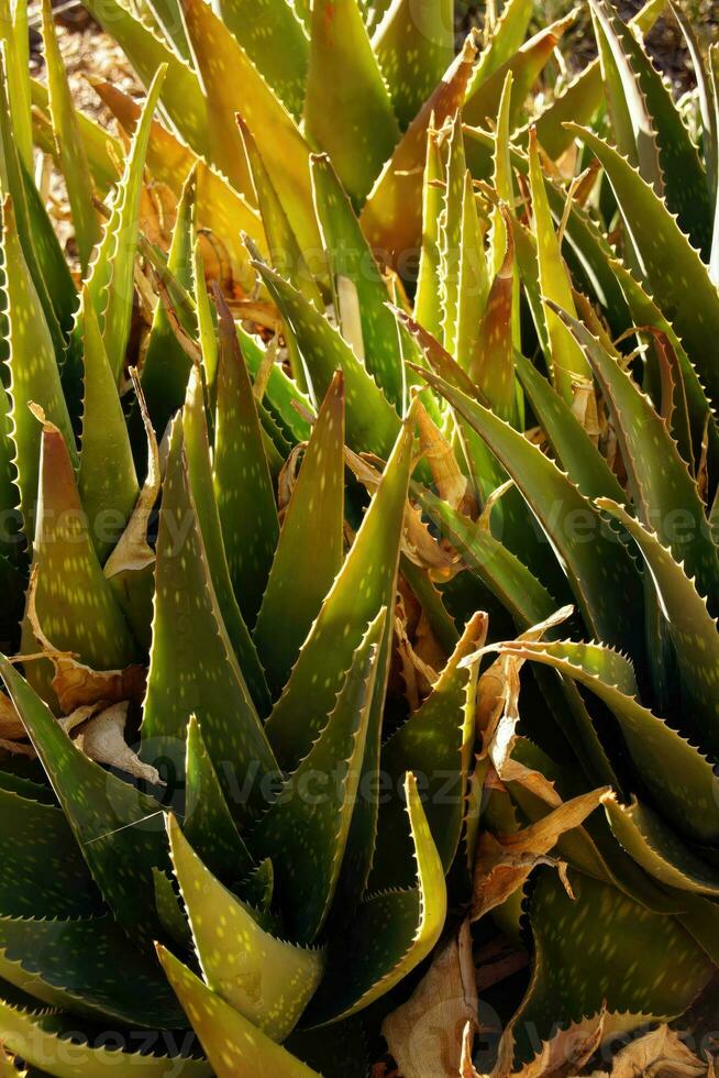 Spiny green agave leaves photo