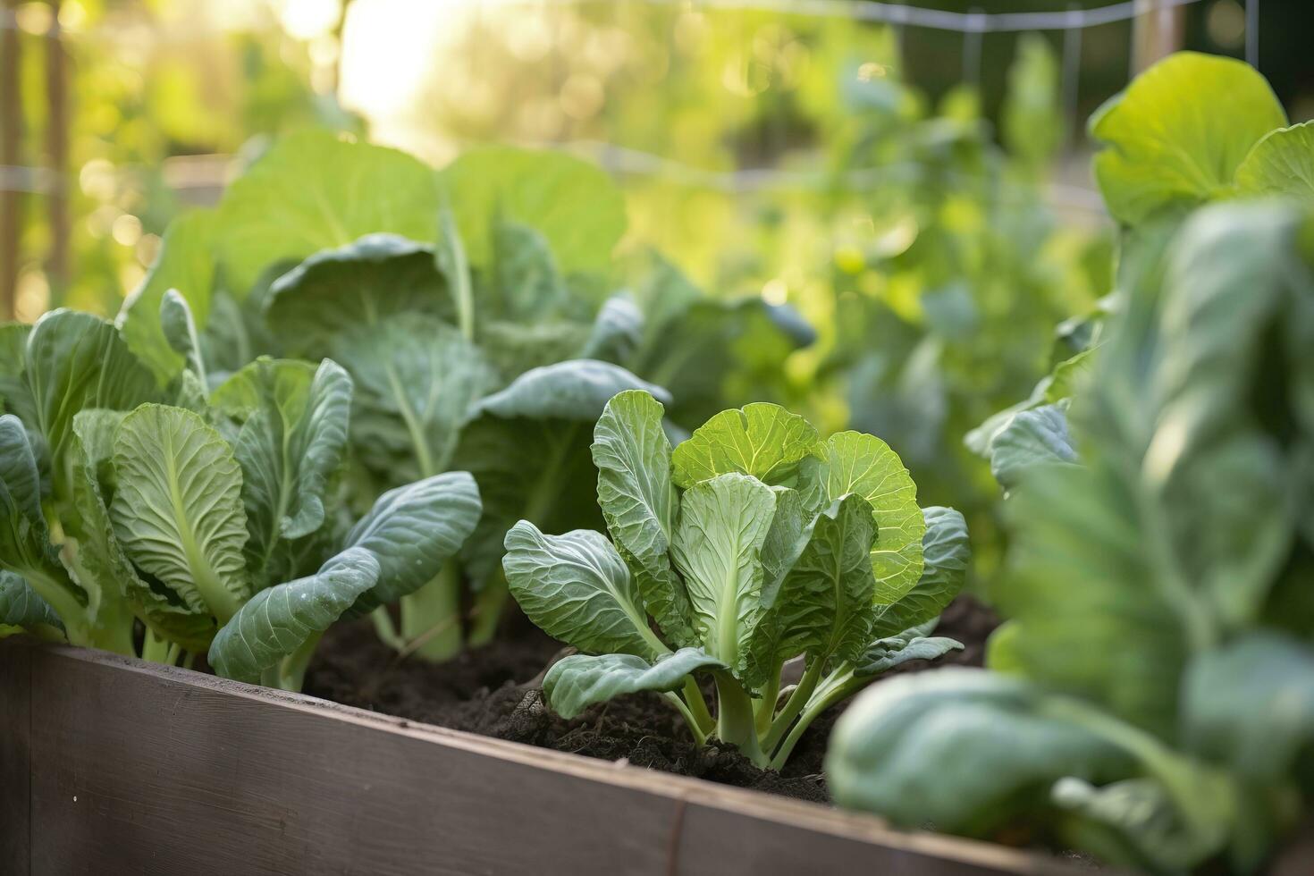 Fresco orgánico Bruselas coles creciente en el jardín. creciente propio frutas, vegetales. ai generado foto