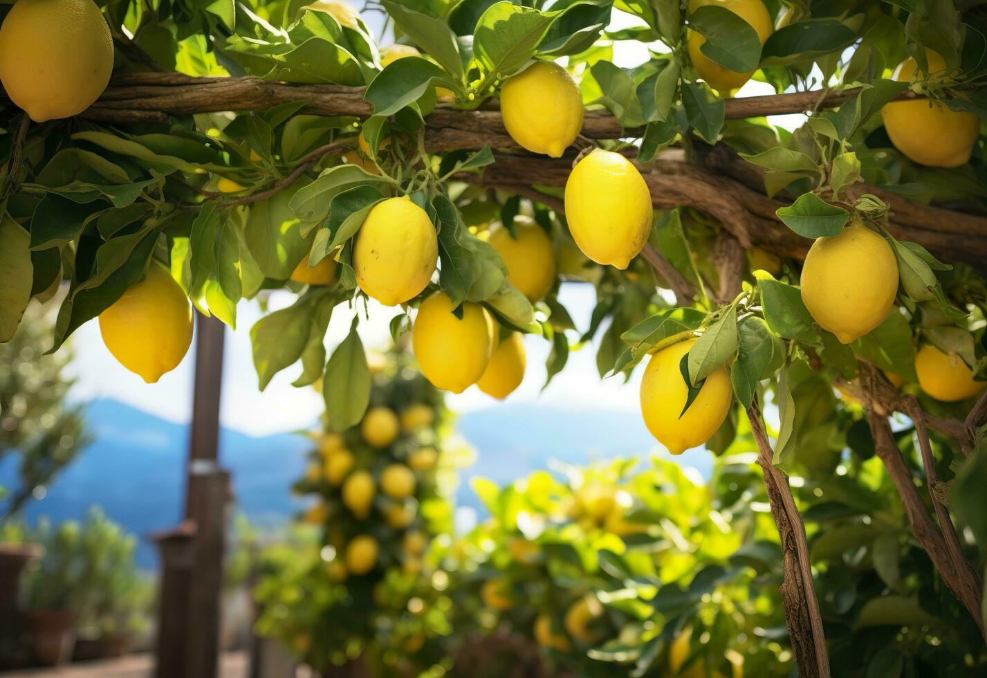 Lemons growing in a sunny garden on Amalfi coast in Italy. AI Generated photo