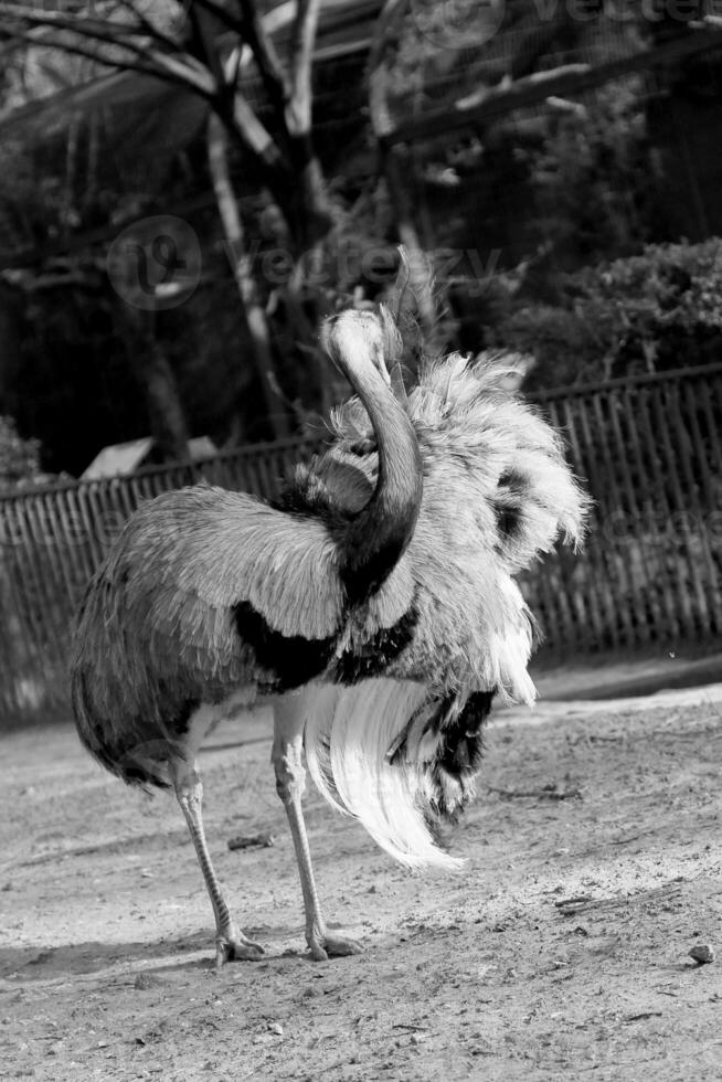 One great white bird ostrich of feathers stand on long thin legs photo