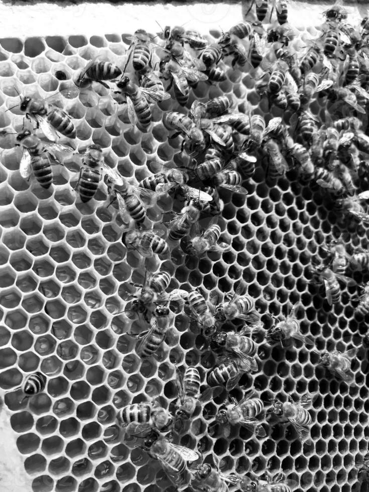 Winged bee slowly flies to honeycomb collect nectar photo