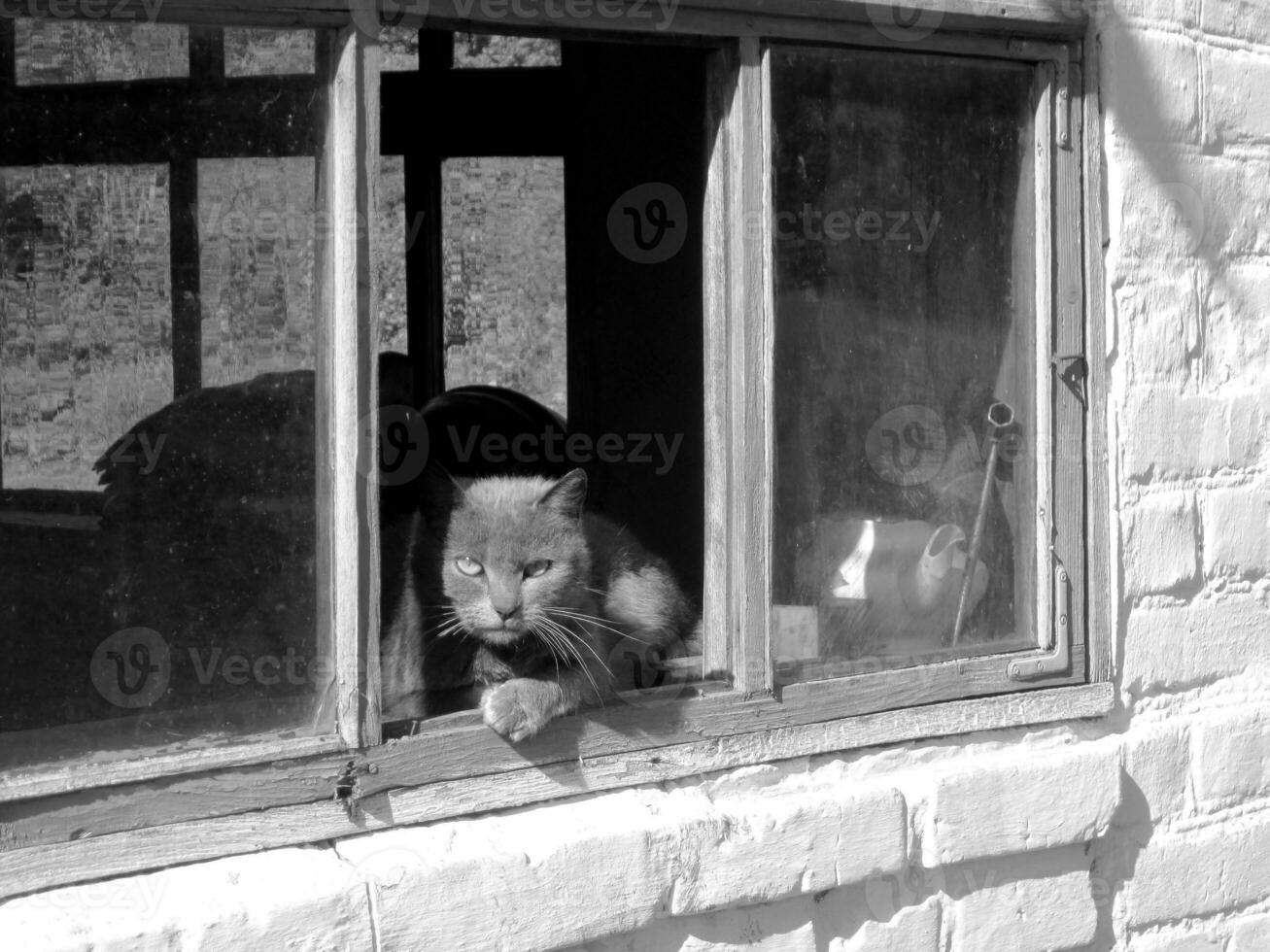 gracioso lindo gatito rayado de pelo corto, hermoso gato sentado de sonreír foto