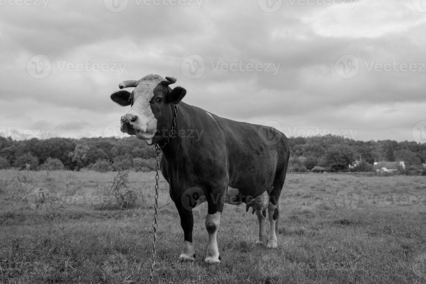 Photography on theme beautiful big milk cow grazes photo