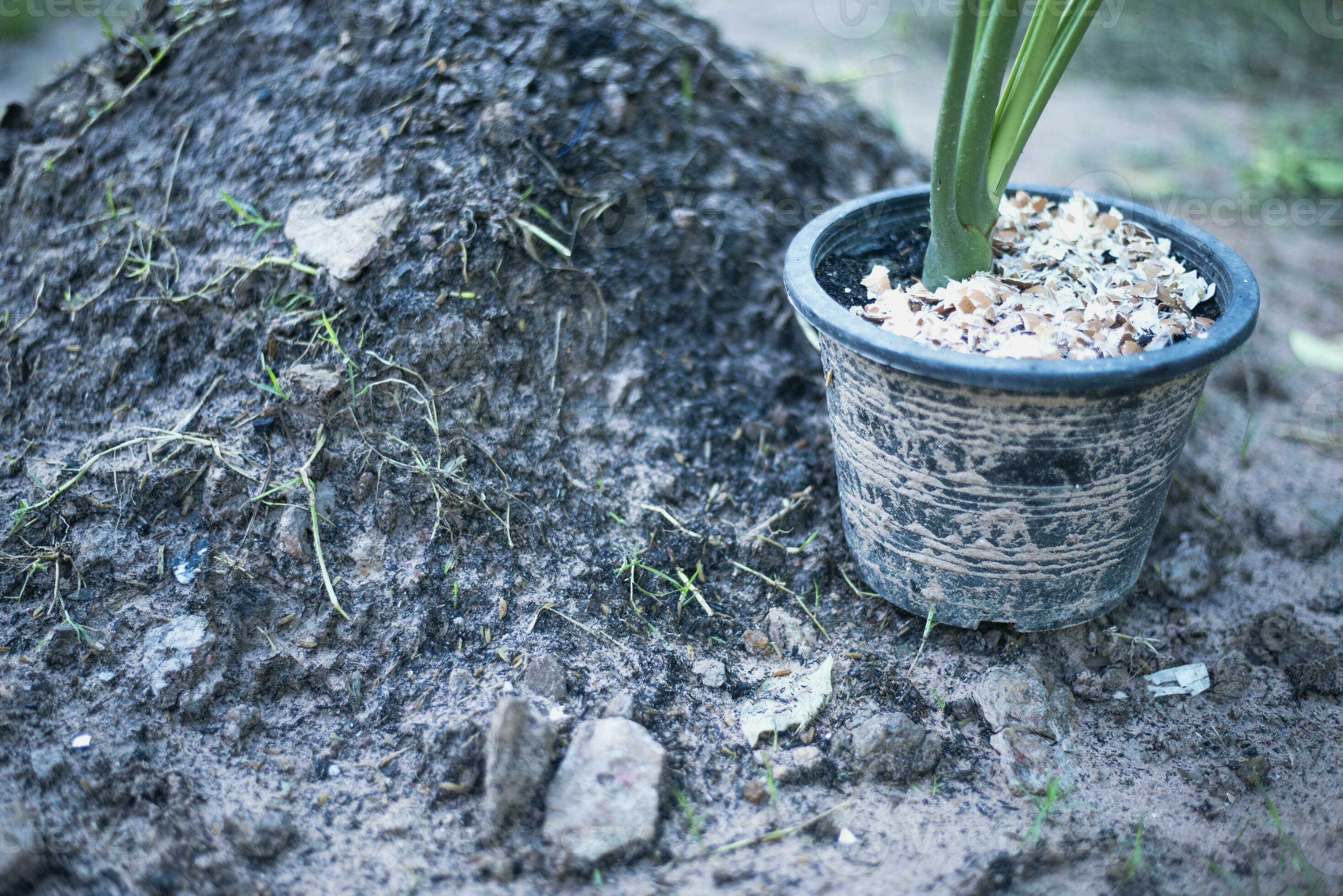 Crushed egg shell recycled as natural organic garden fertilizer on