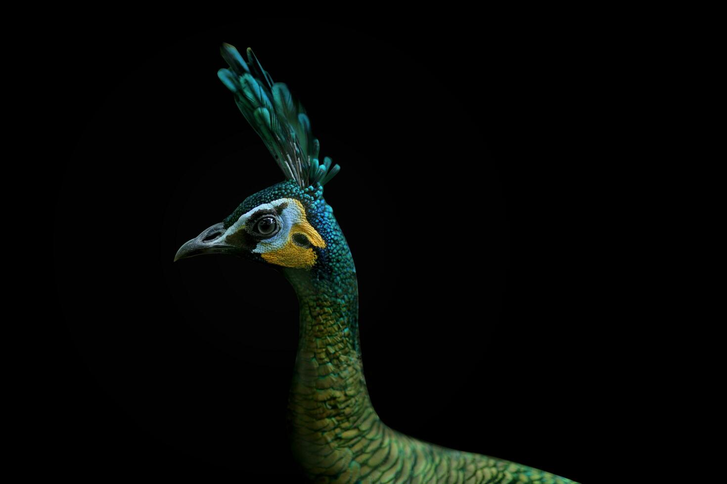 hermosa grande pájaro, pavo real foto