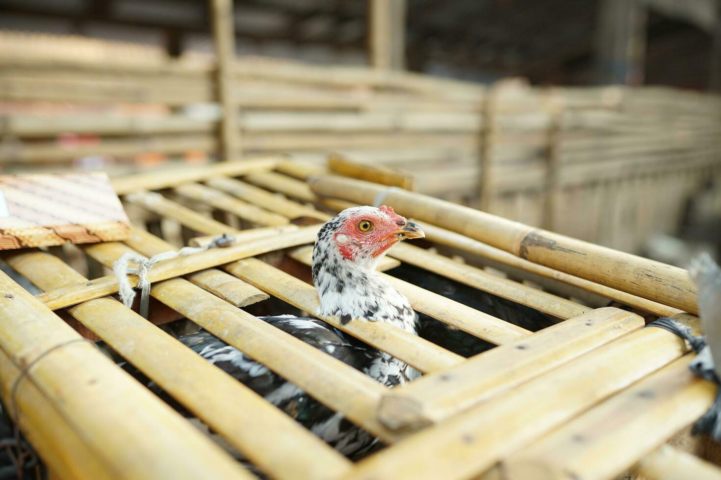 the chickens are in the coop to be sold in the traditional market photo