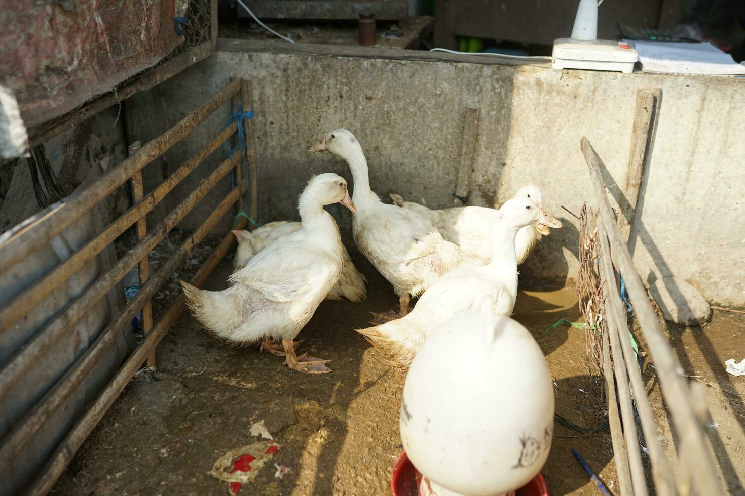 poultry farm, flock of ducks in a bamboo coop on the outskirts of the countryside photo