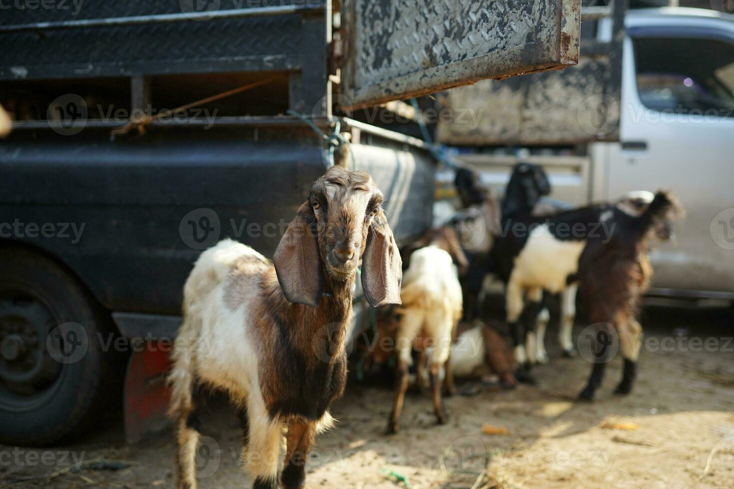 traditional sheep farming, animals for the Muslim festival of sacrifice are being fed photo