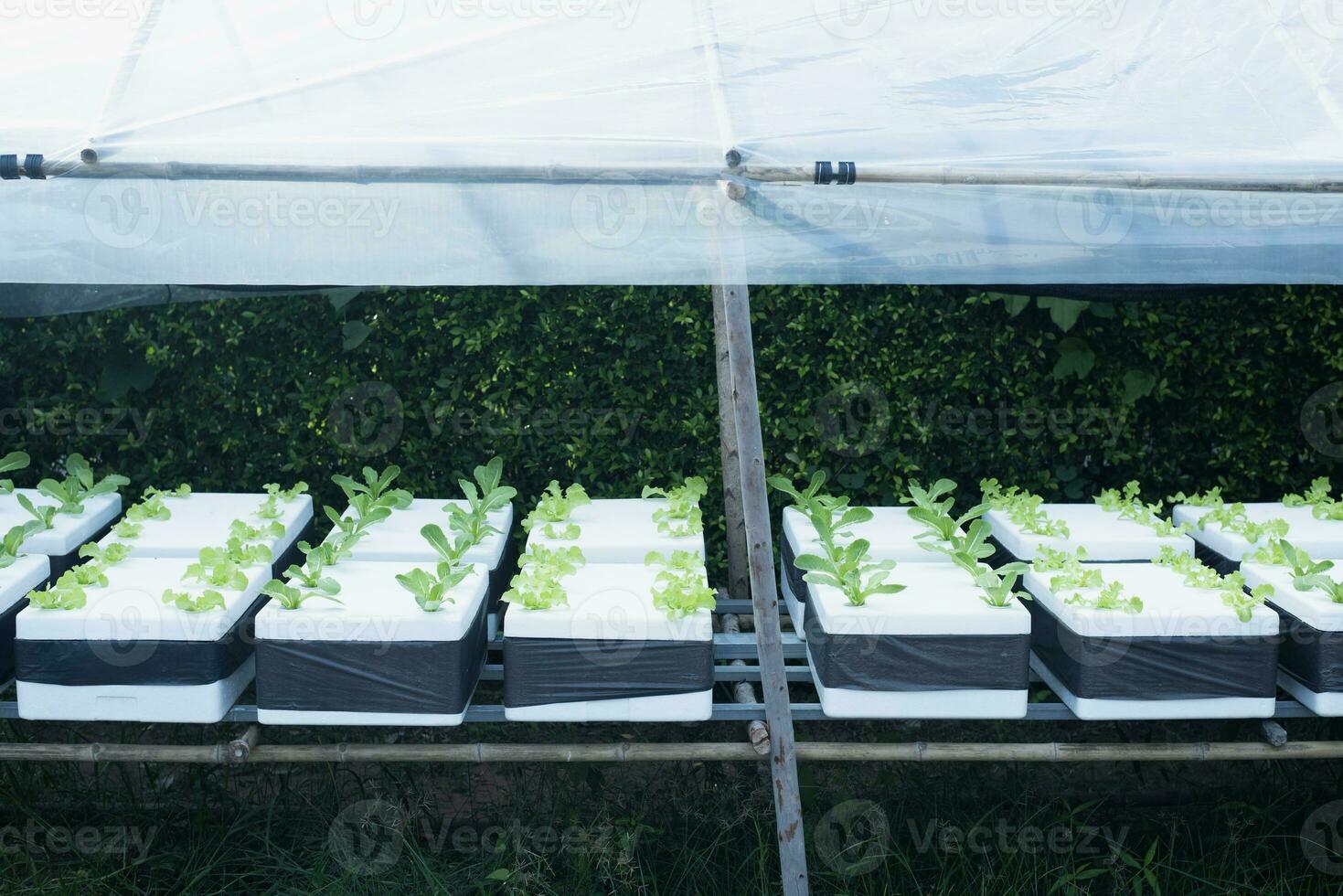 Hydroponic vegetables in foam boxes, organic vegetables, ideas for using waste materials to create benefits. photo