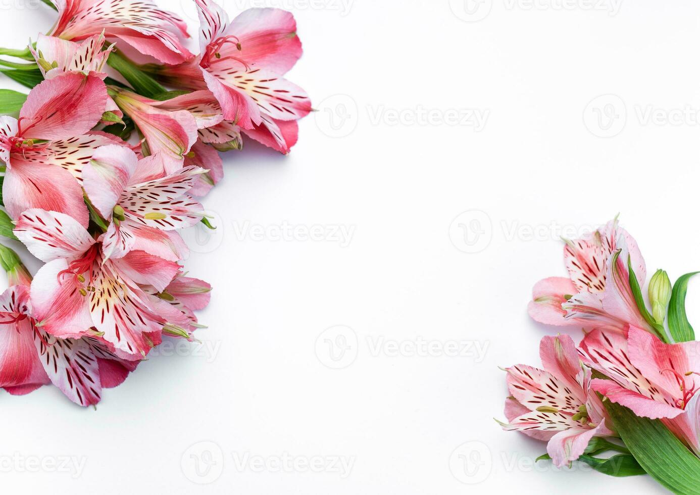 Beautiful Alstroemeria flowers on white background photo