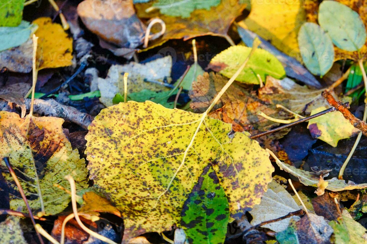 Background with leaves photo