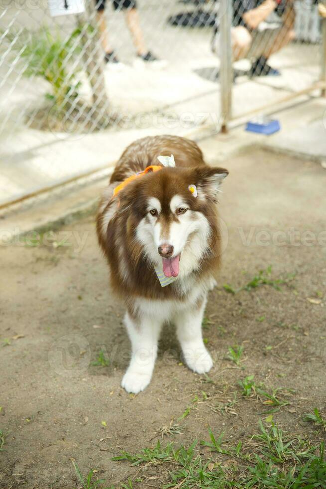 cerca arriba blanco marrón color Alaska malamute mullido graso piel cara con perro Correa y bufanda jugando en perro parque foto