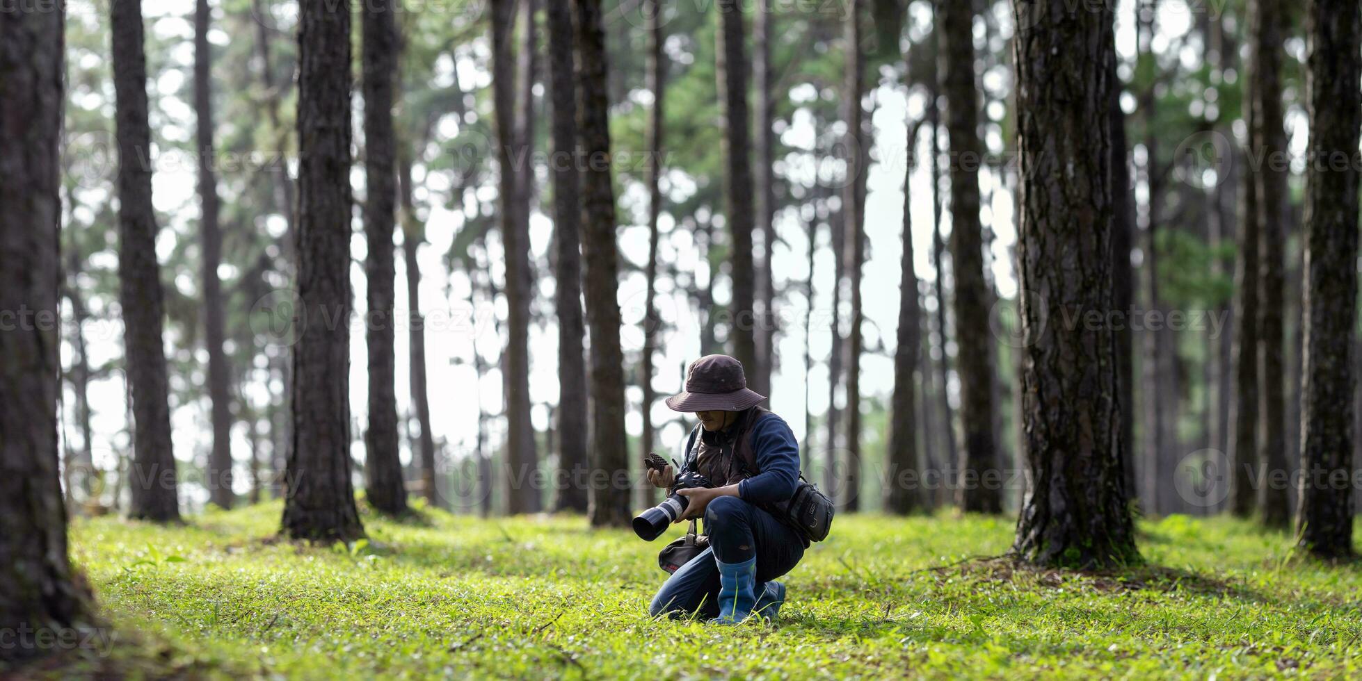 biólogo parque guardabosque es identificando y grabación especies de el caído pino cono en el hojas perennes conífera bosque para nativo y invasor biodiversidad planta organismo y comida seguridad concepto foto