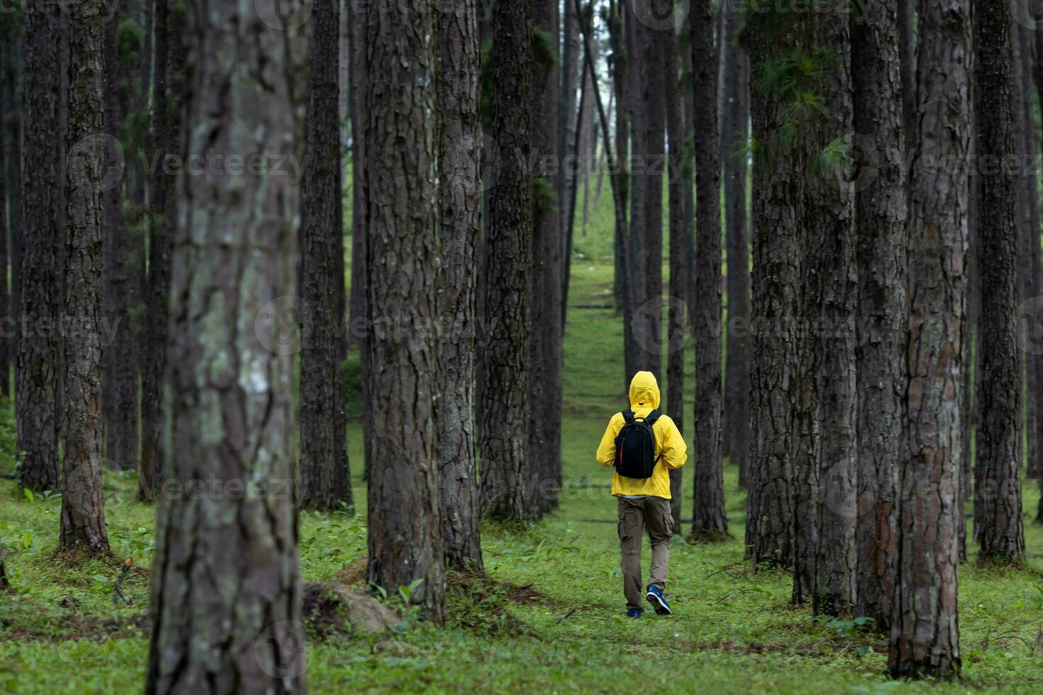 Traveller is trekking through the mountain with pine forest during summer with green grass cover in the lush highland for nature loving and wildlife exploration concept photo