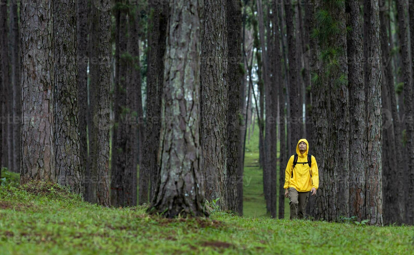 Traveller is trekking through the mountain with pine forest during summer with green grass cover in the lush highland for nature loving and wildlife exploration concept photo