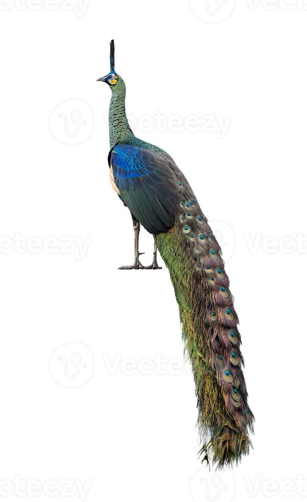 Green peafowl male or Indonesian fowl isolated on white background the national holy bird of Myanmar from side angle view with colorful vibrant feather photo