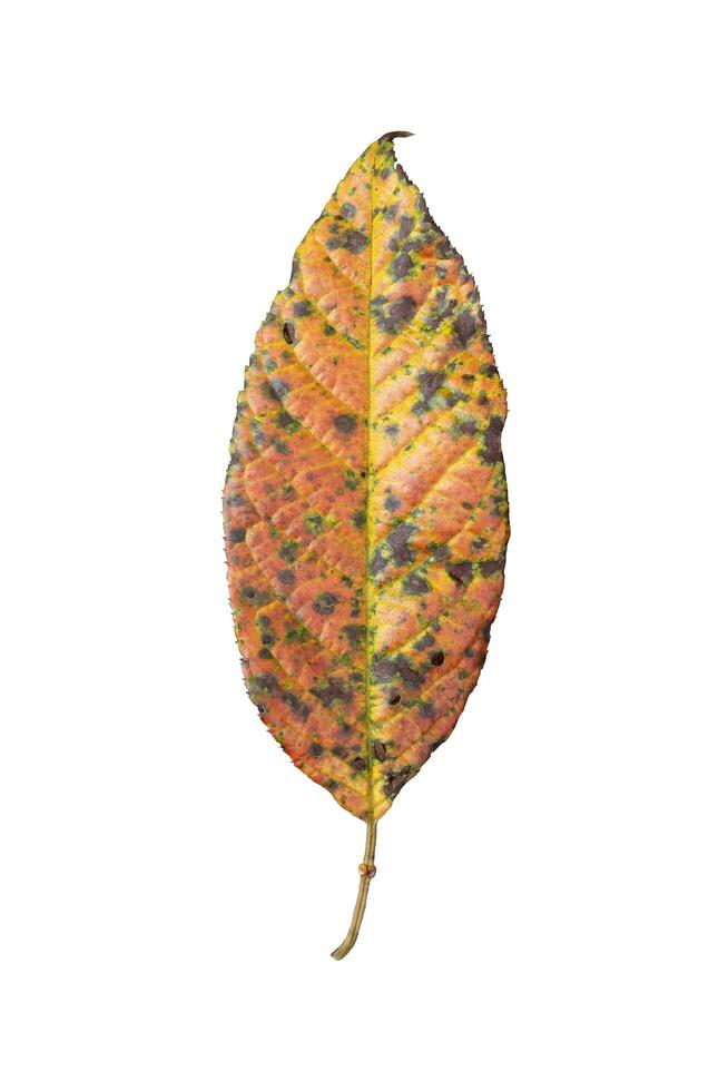 Autumn leaf of cherry foliage changing color from yellow to orange and red isolated on white background for cut out design usage during fall season photo