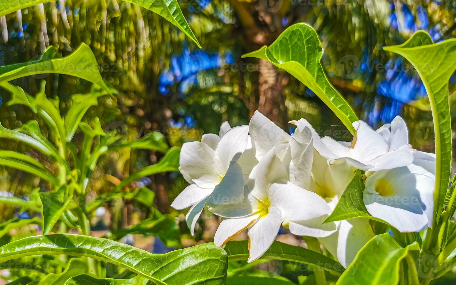 White tropical exotic flowers and flowering outdoor in Mexico. photo