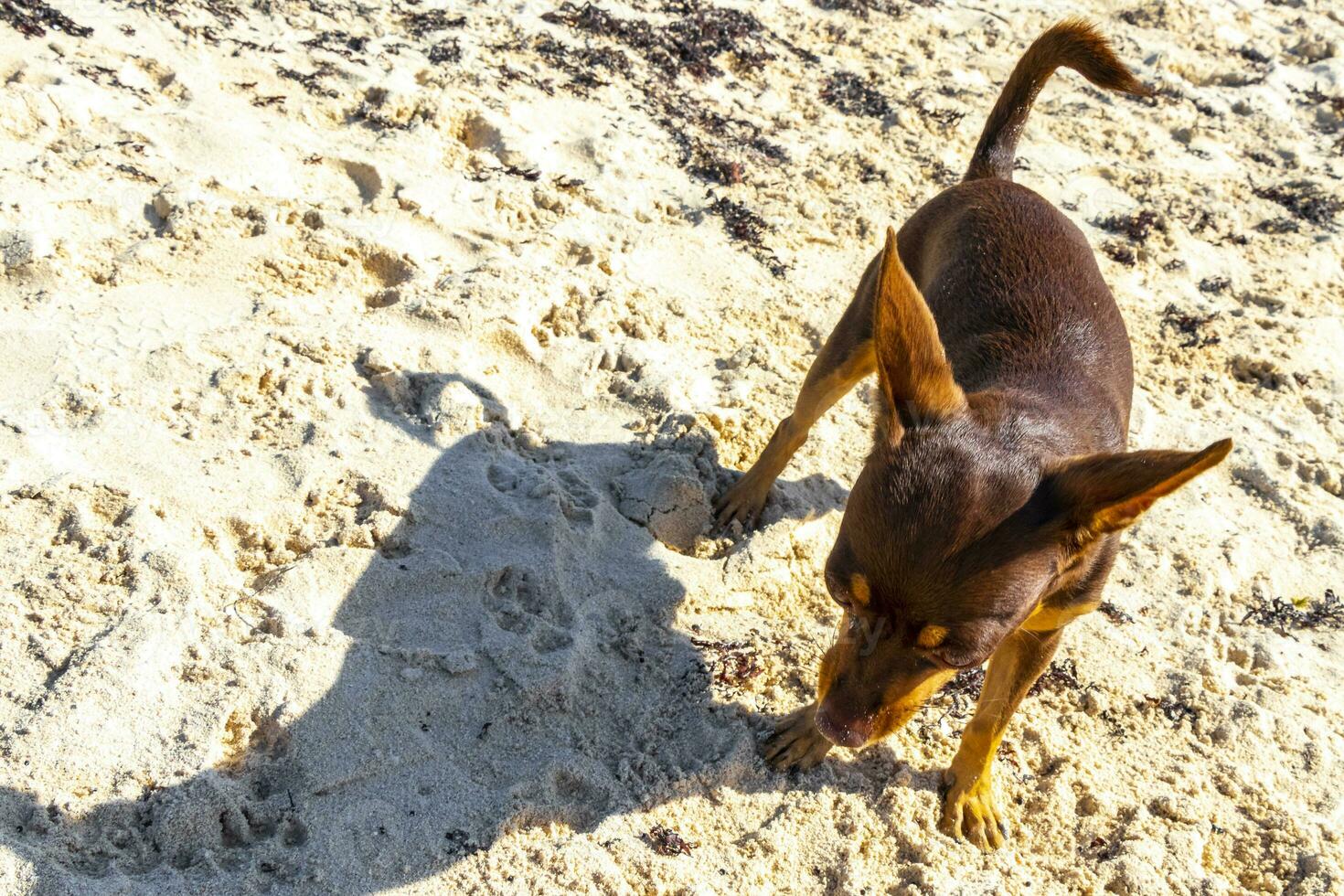 Brown cute funny dog play playful on the beach Mexico. photo