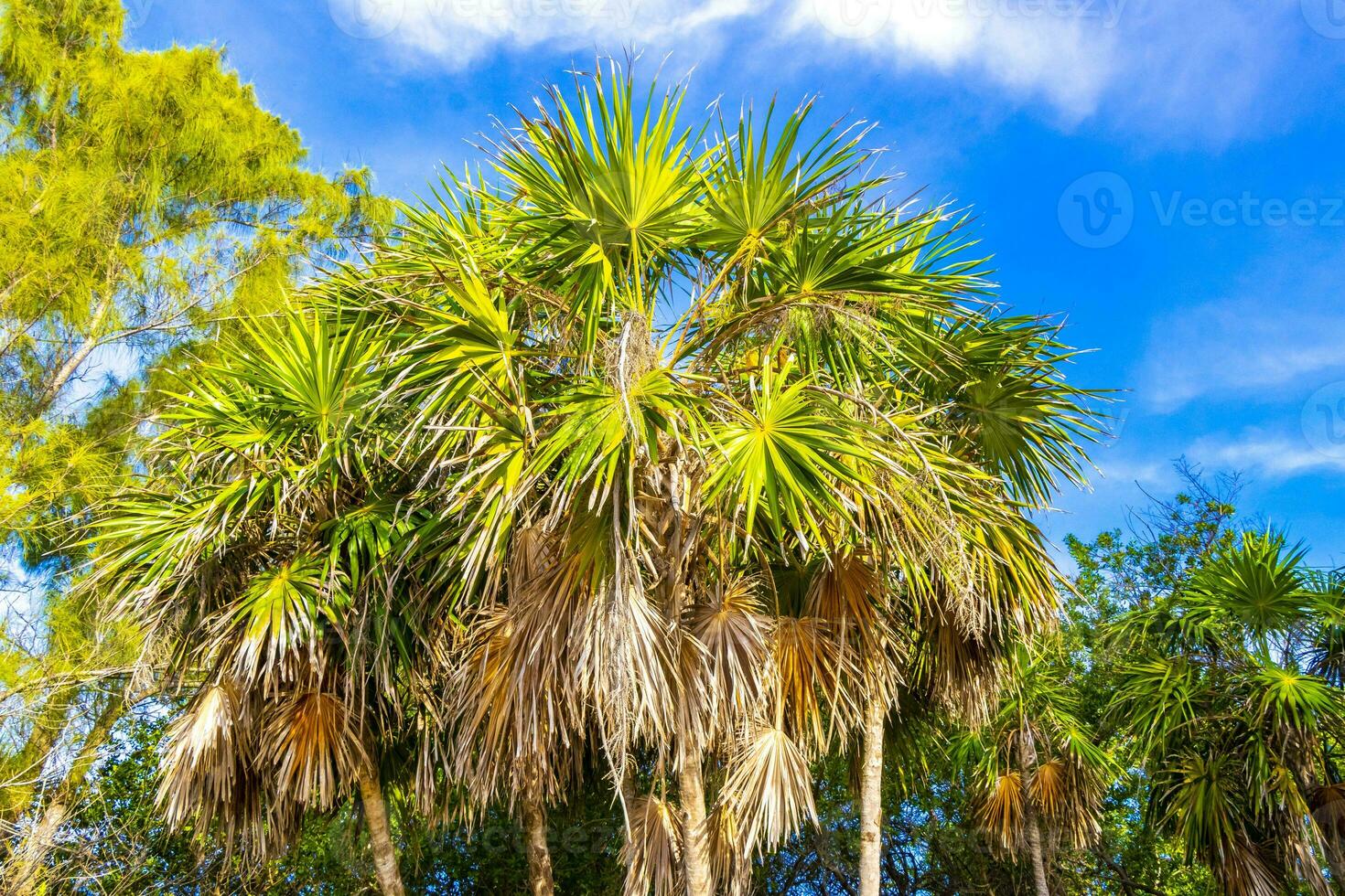 Tropical green exotic Caribbean Maya Chit palm palms rainforest Mexico. photo