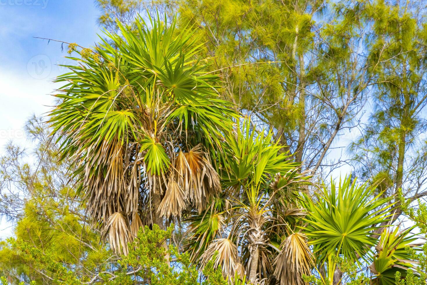 tropical verde exótico caribe maya vale palma palmas selva México. foto