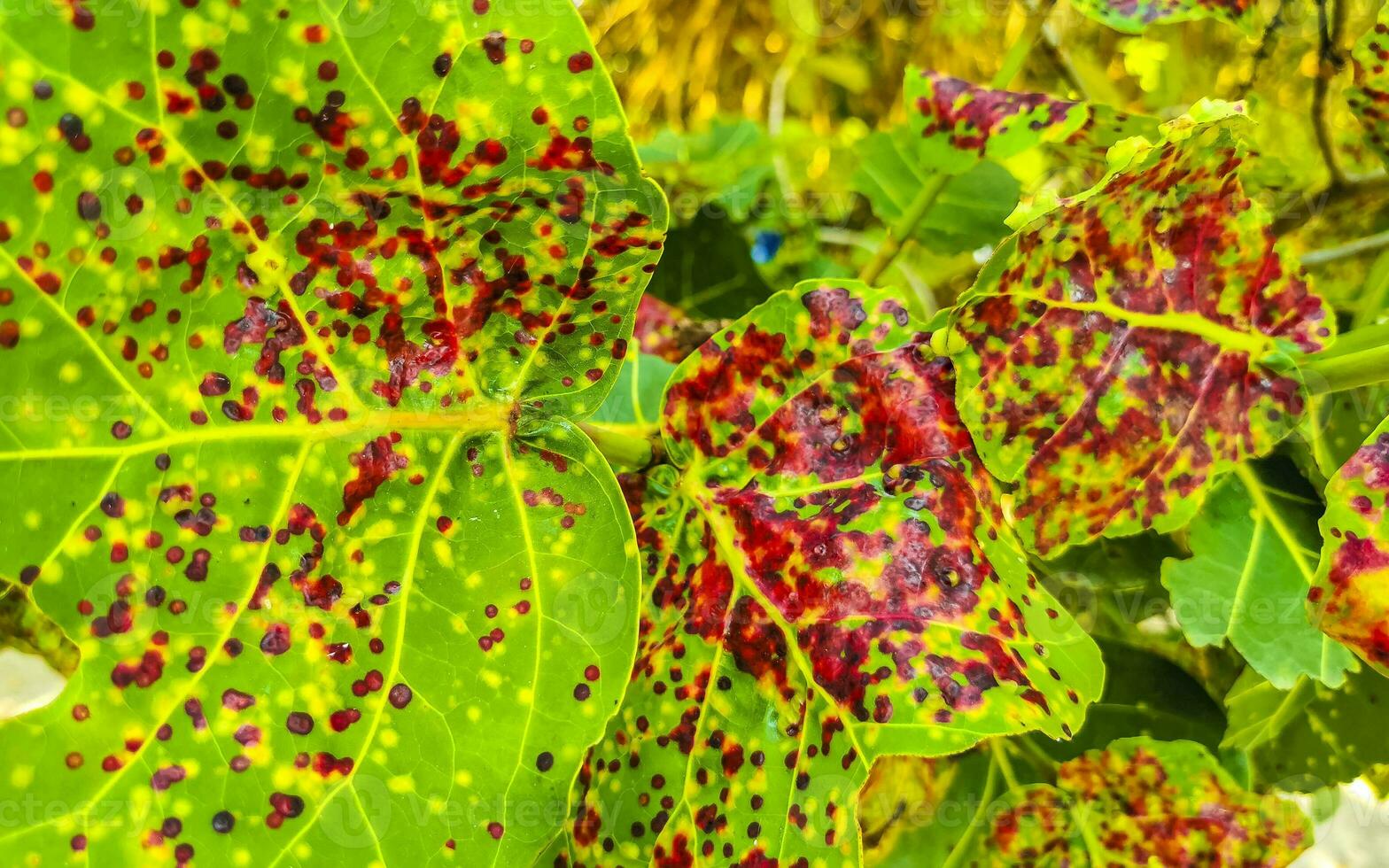 Sea grape plant tree with leaves grapes and seeds Mexico. photo