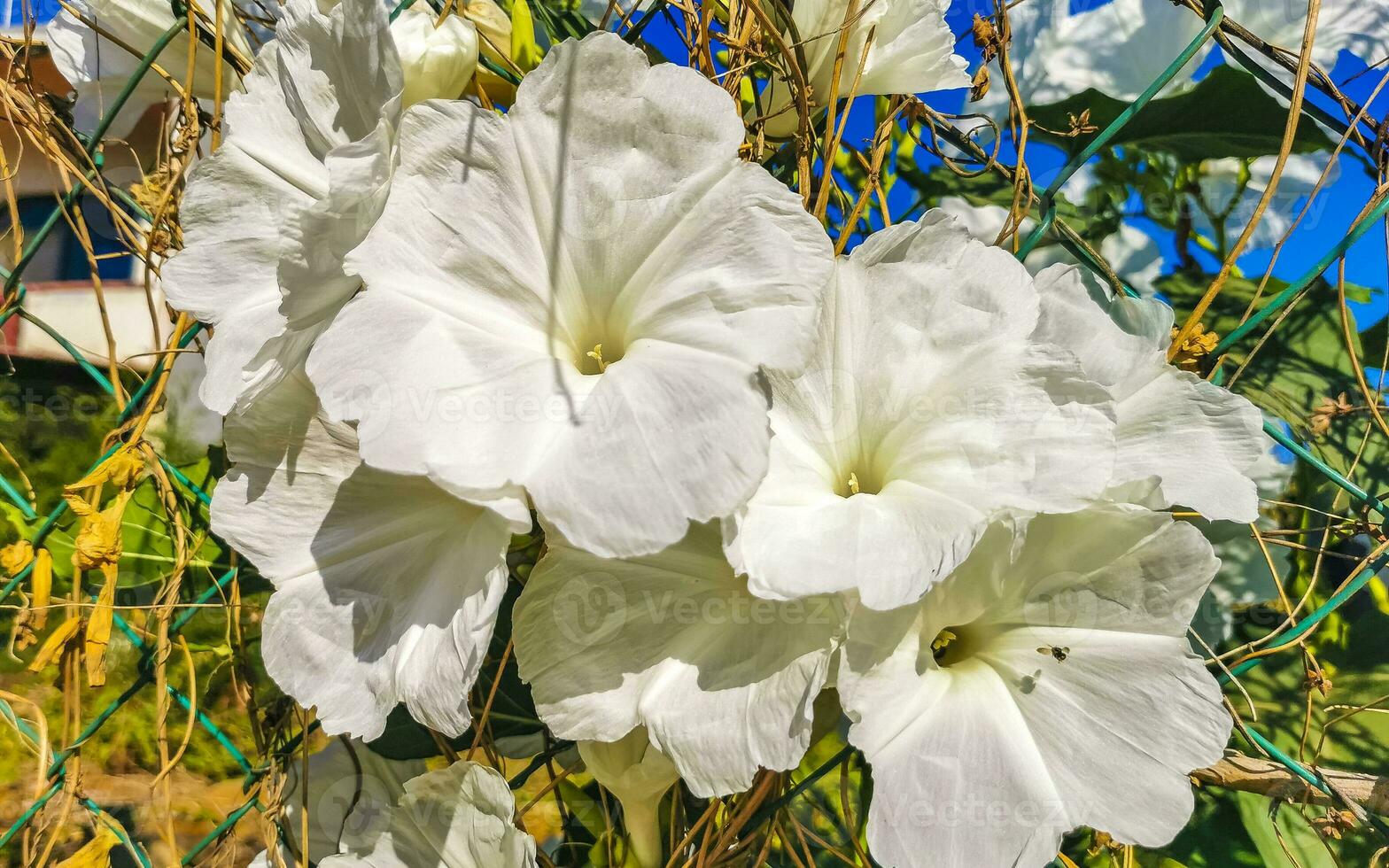 White tropical exotic flowers and flowering outdoor in Mexico. photo