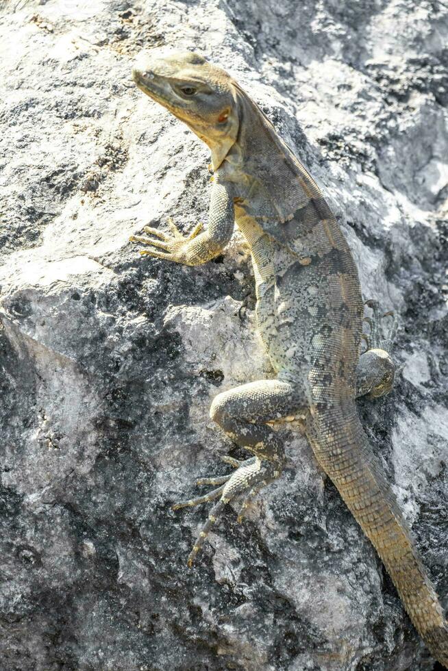 Iguana lizard gecko reptile on rock stone ground in Mexico. photo