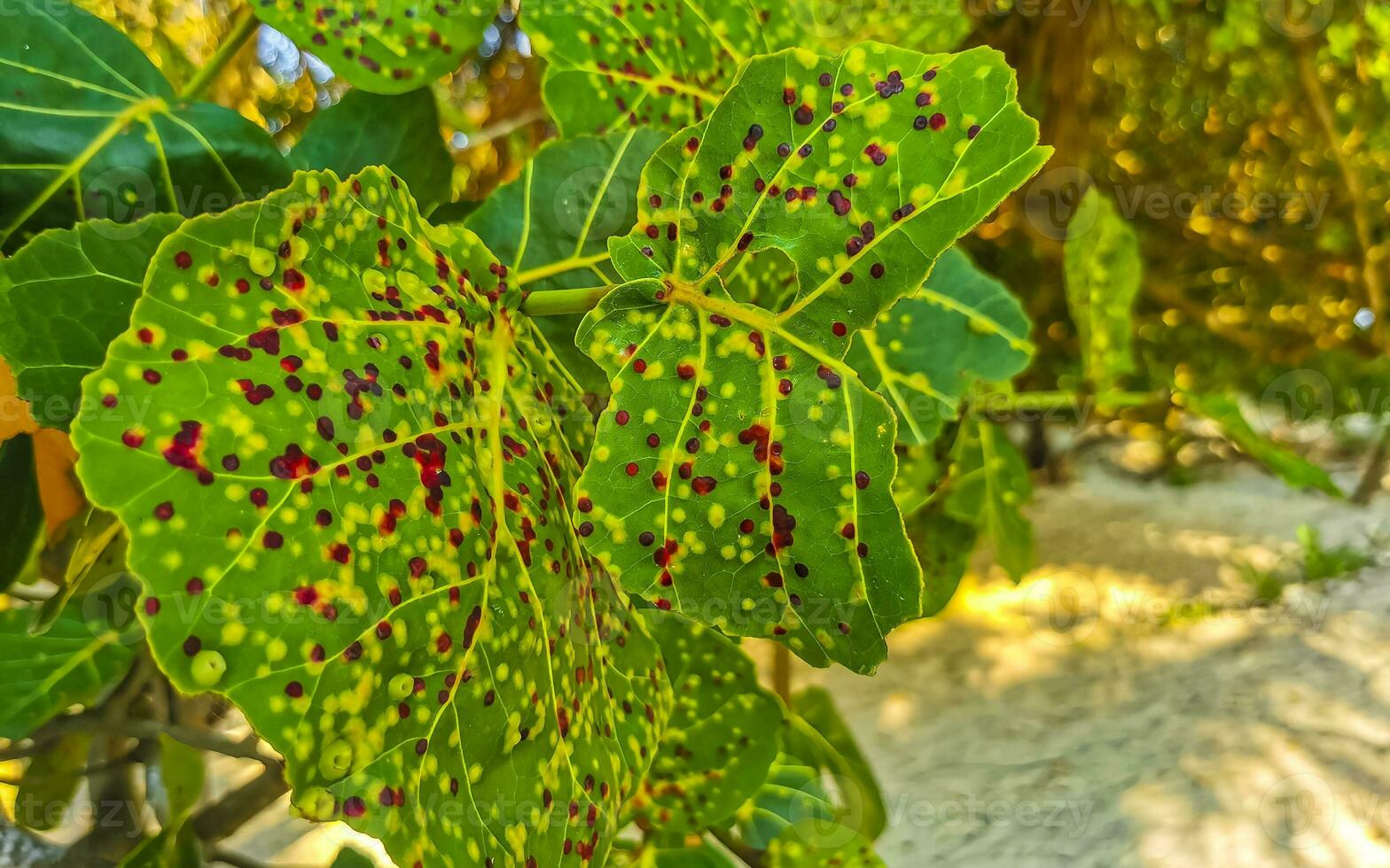 mar uva planta árbol con hojas uvas y semillas México. foto