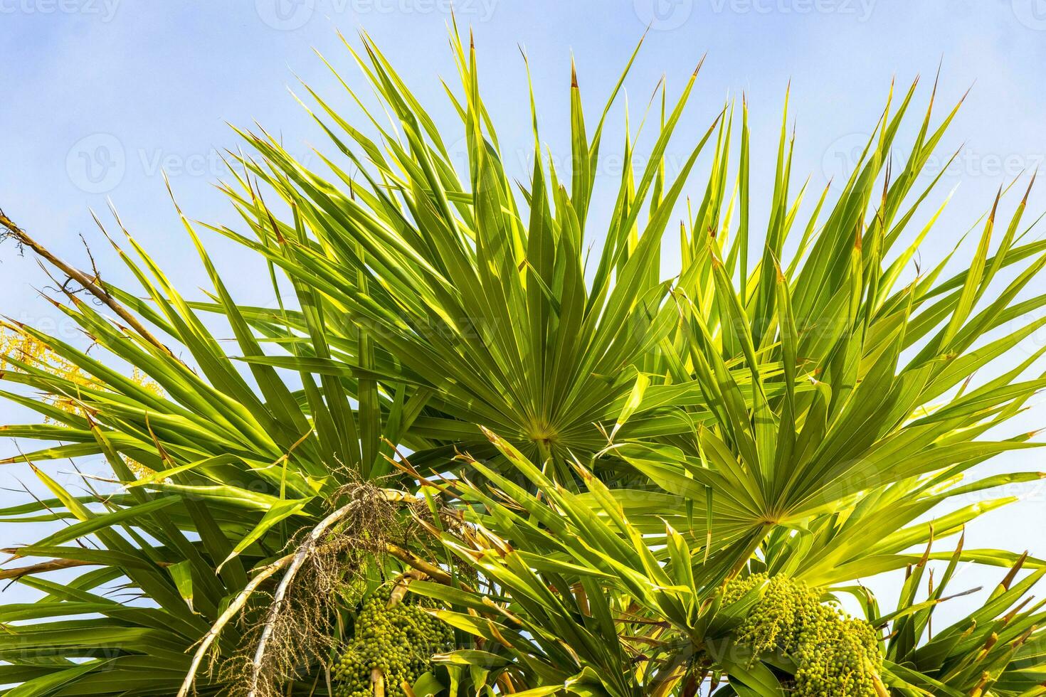 Tropical green exotic Caribbean Maya Chit palm palms rainforest Mexico. photo