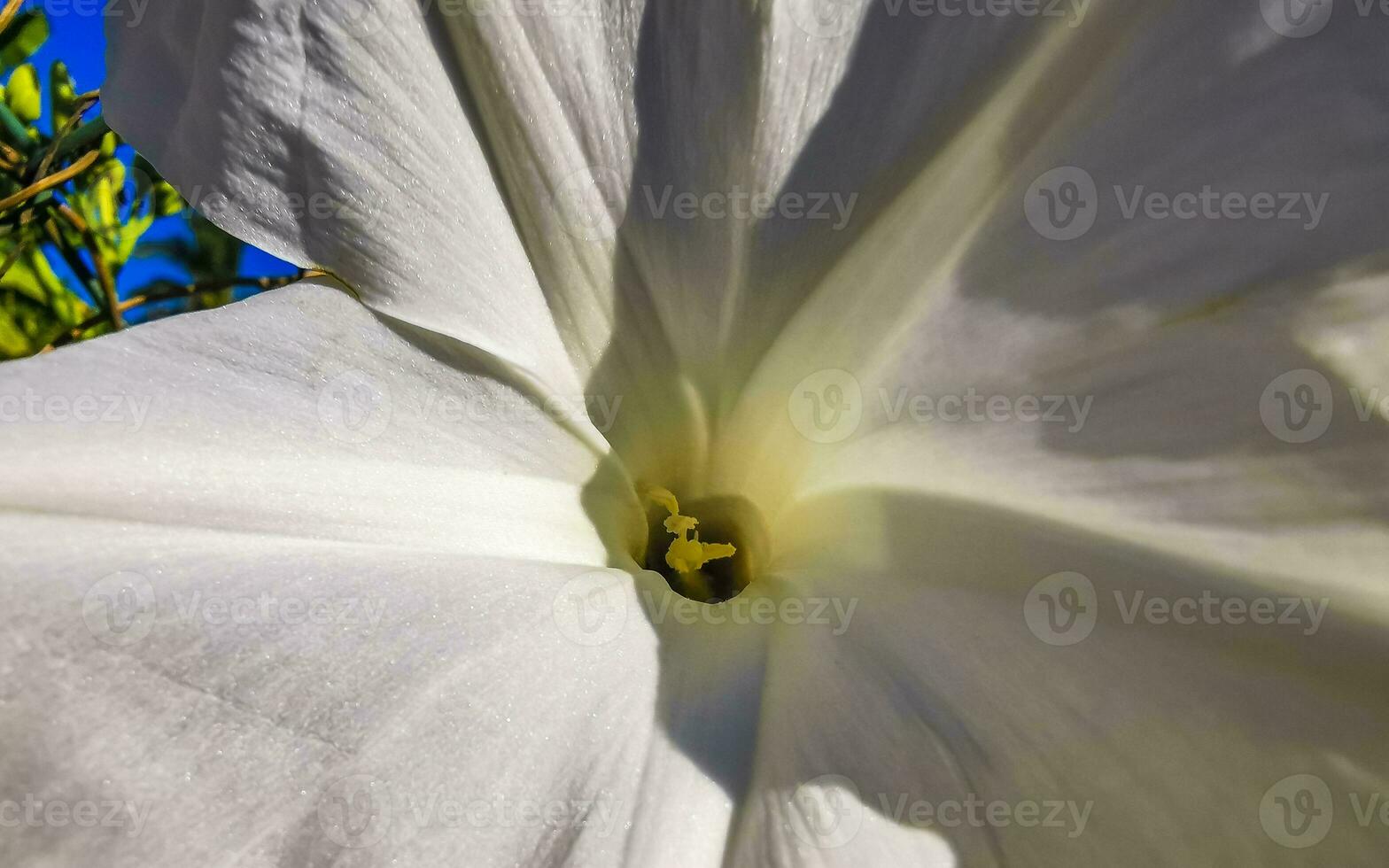 White tropical exotic flowers and flowering outdoor in Mexico. photo