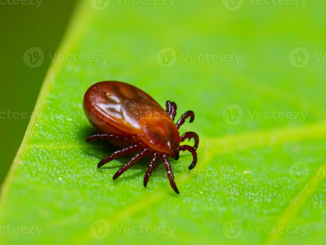 rojo garrapata en verde hoja foto