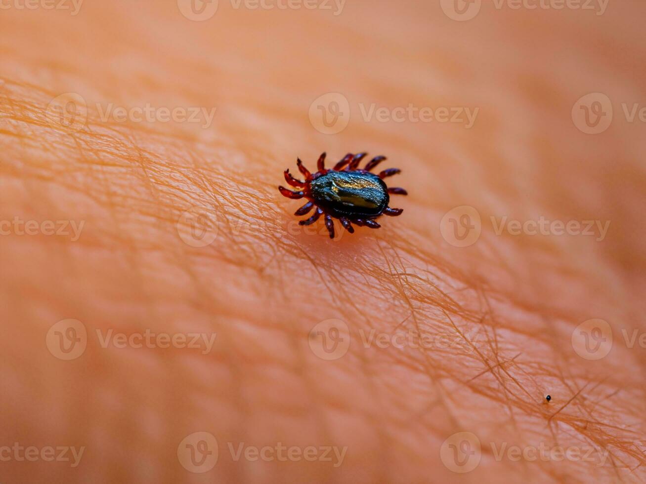 close up of red tick with blood. macro shot of human hand with tick. photo