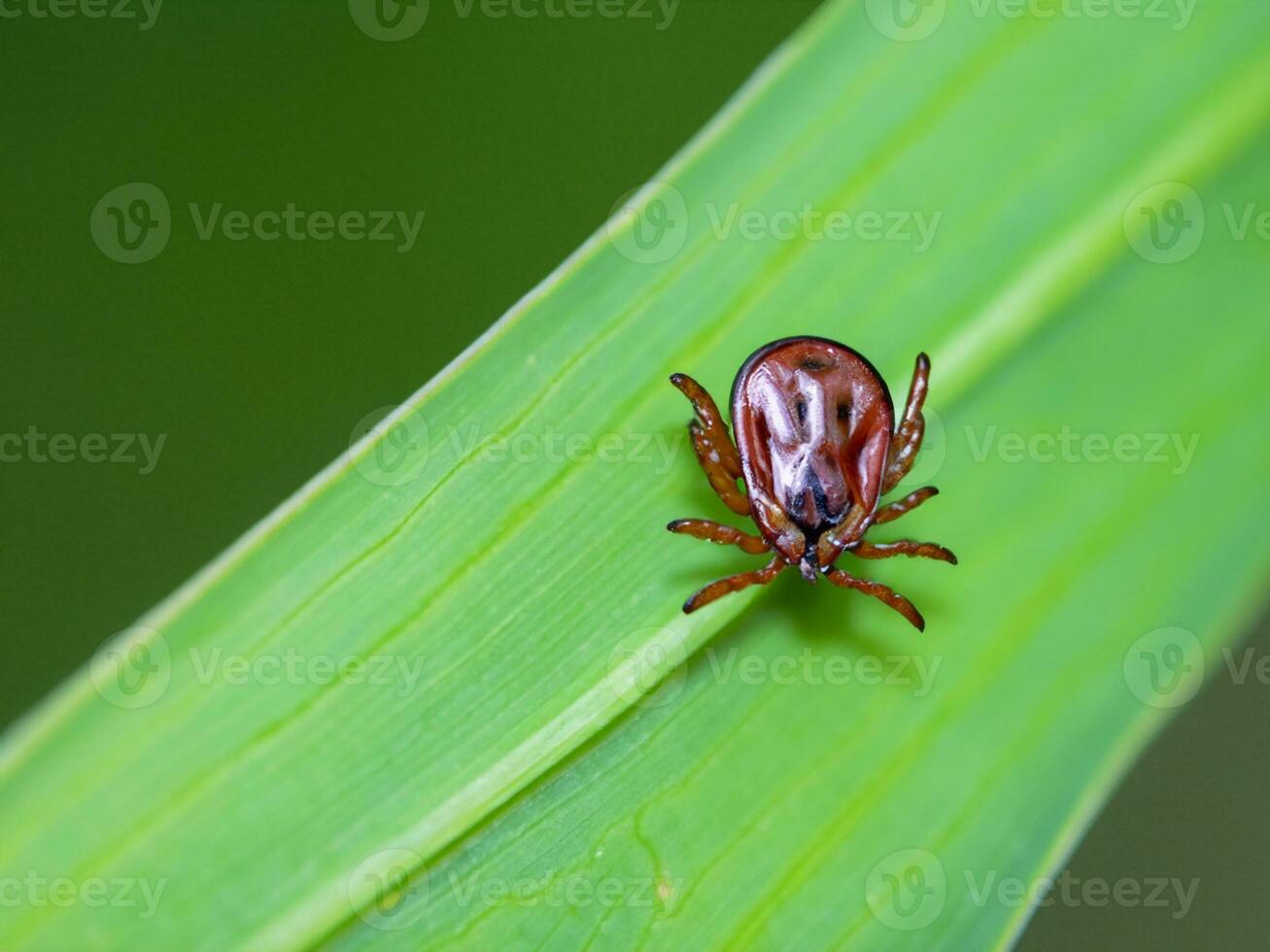 red tick on green leaf photo